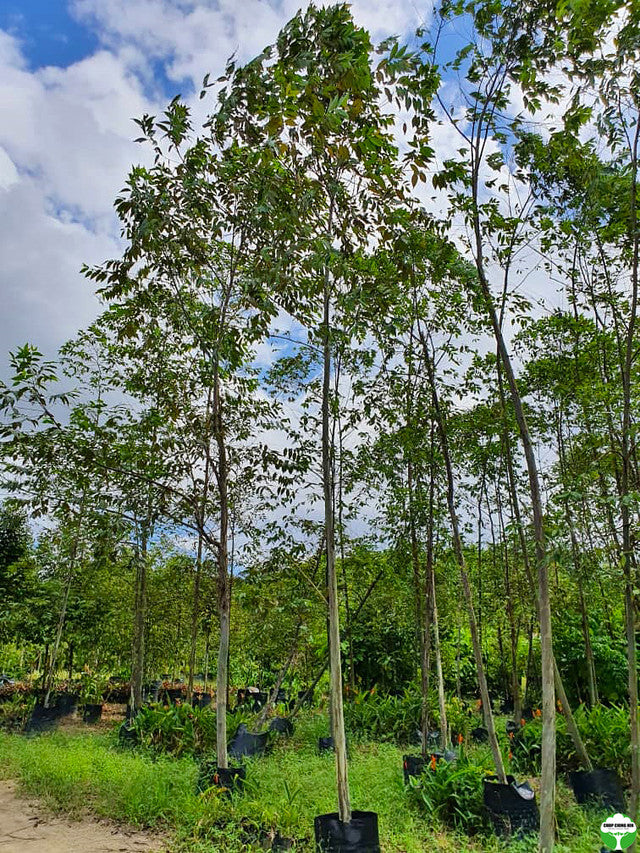 Eucalyptus deglupta