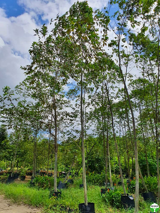 Eucalyptus deglupta