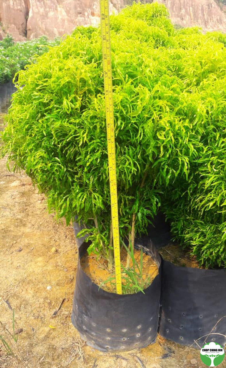 Euodia cultivar
