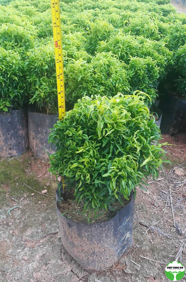 Euodia cultivar