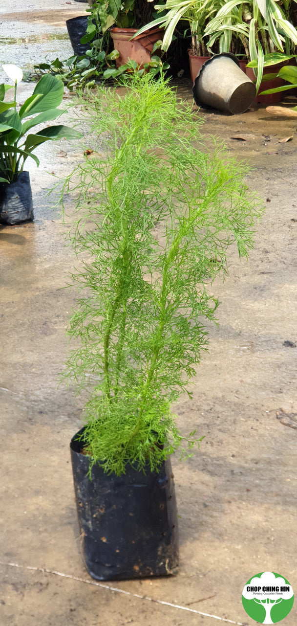 Eupatorium capillifolium
