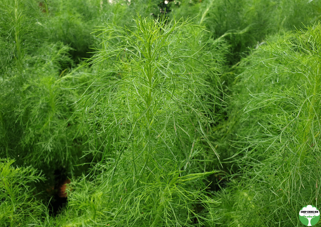 Eupatorium capillifolium