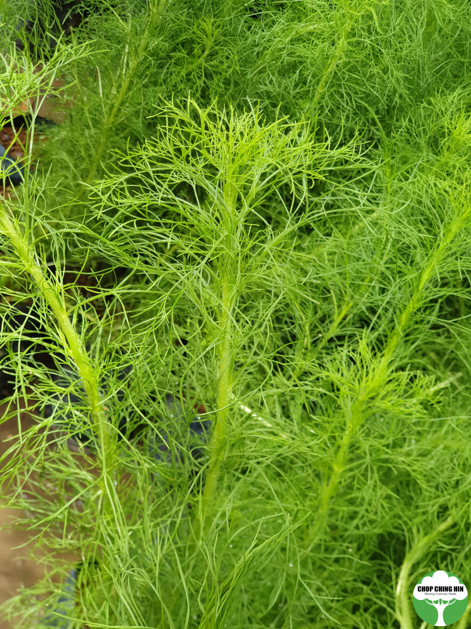 Eupatorium capillifolium