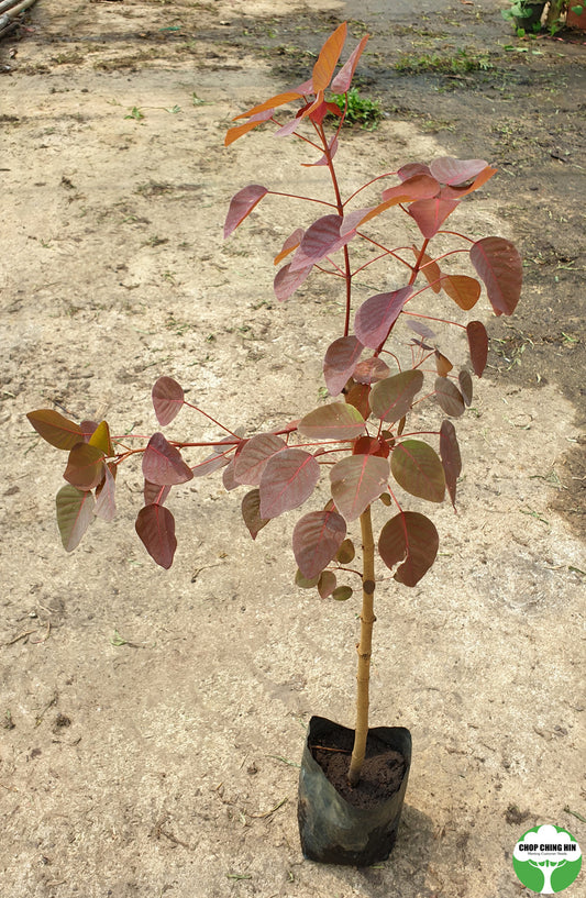 Euphorbia cotinifolia