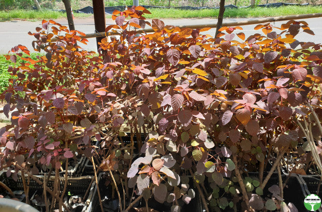 Euphorbia cotinifolia