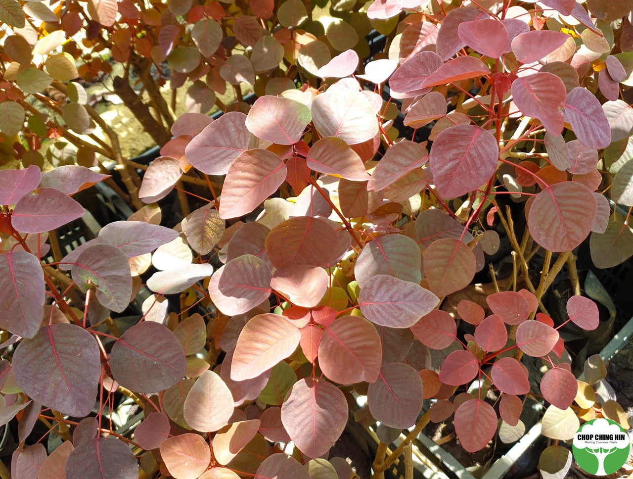 Euphorbia cotinifolia