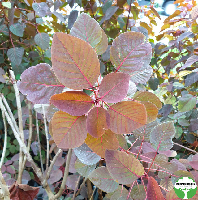 Euphorbia cotinifolia