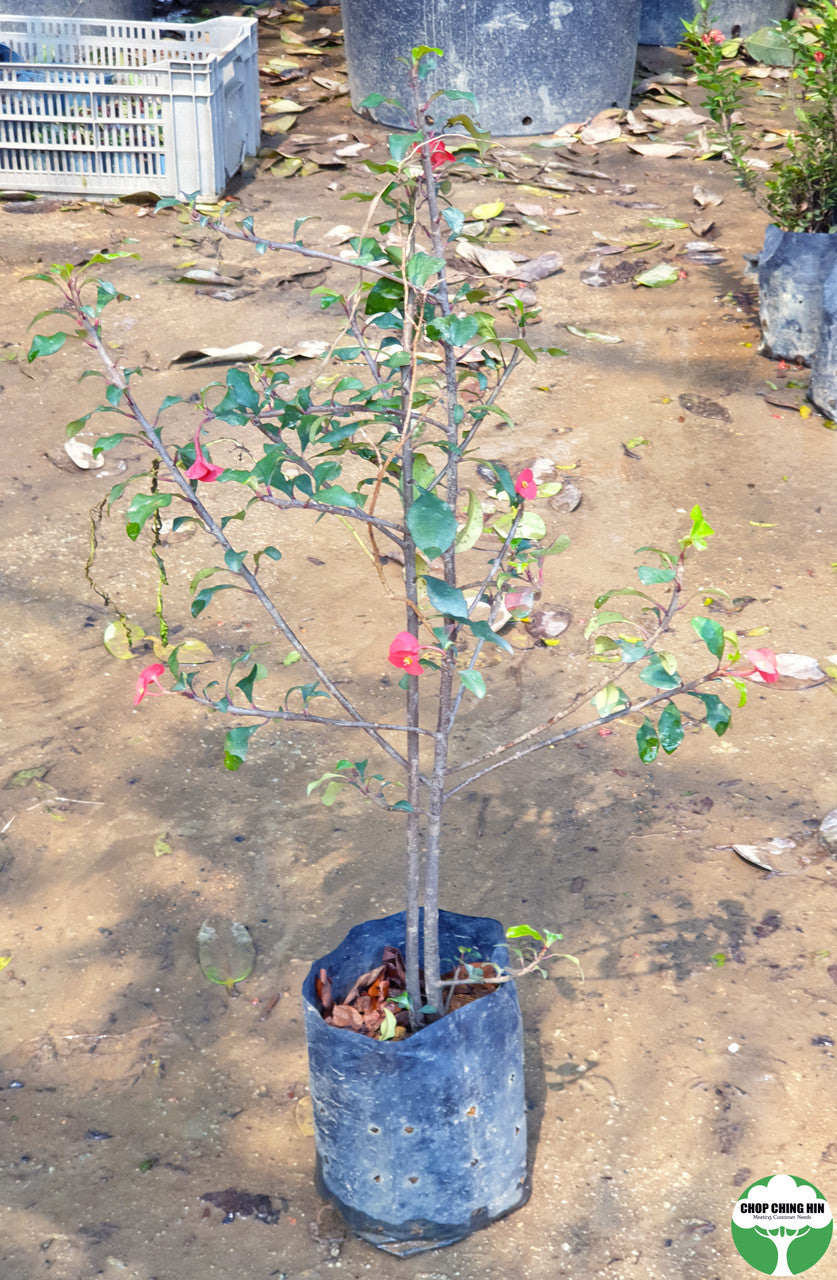 Euphorbia geroldii