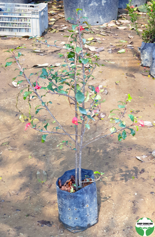 Euphorbia geroldii