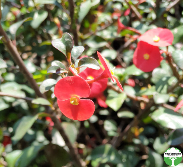 Euphorbia geroldii
