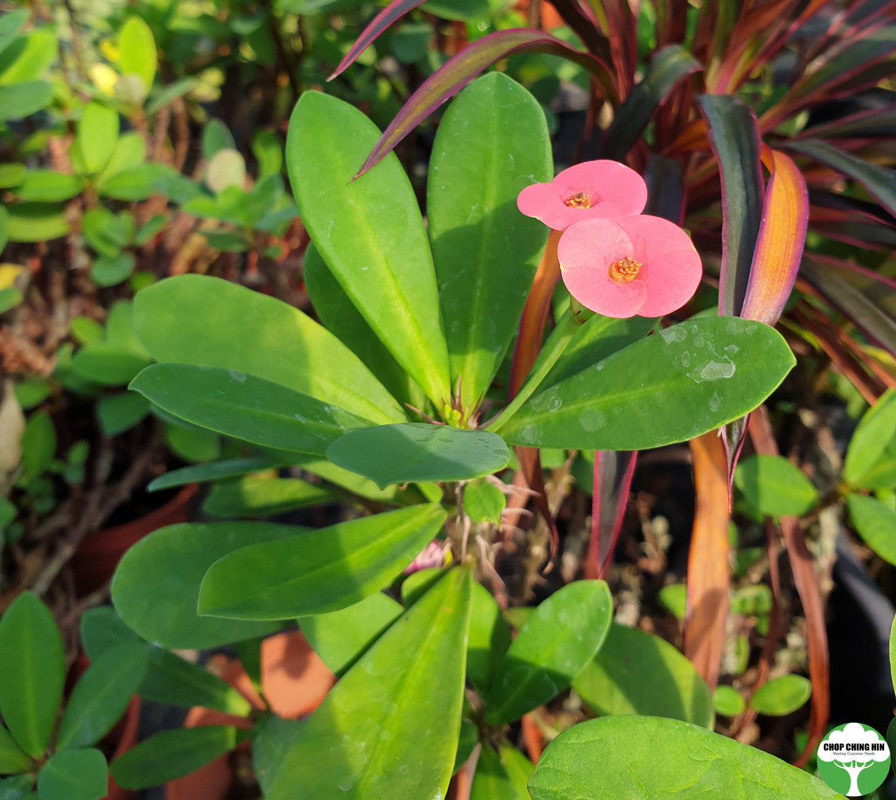 Euphorbia milii