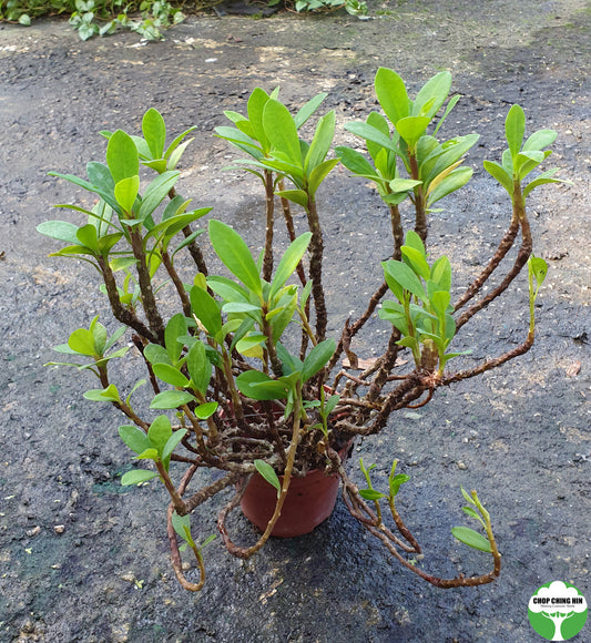 Euphorbia milii