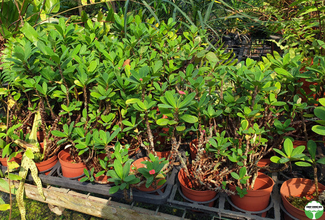 Euphorbia milii