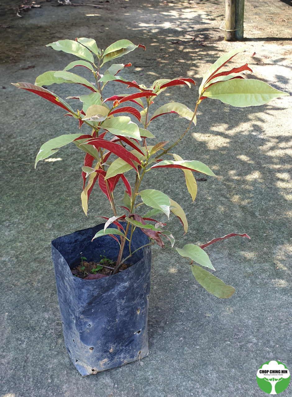 Excoecaria cochinchinensis 'Firestorm'