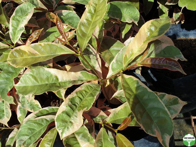 Excoecaria cochinchinensis 'Firestorm'