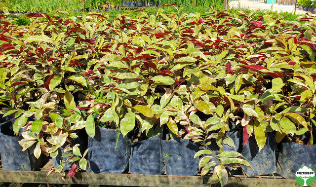 Excoecaria cochinchinensis 'Firestorm'