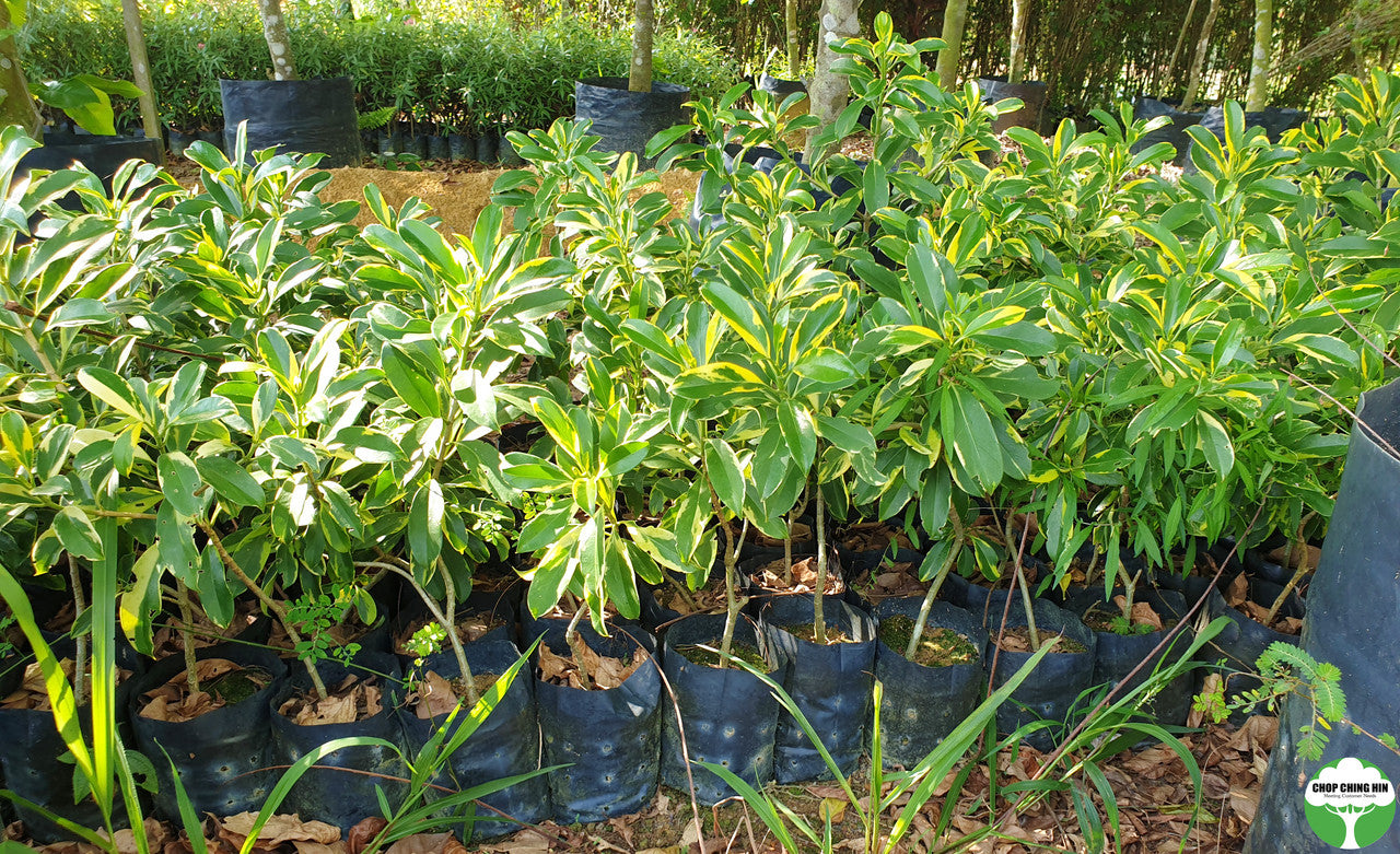 Fagraea ceilanica (Variegated)