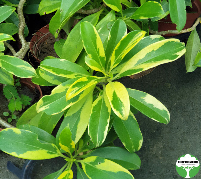 Fagraea ceilanica (Variegated)