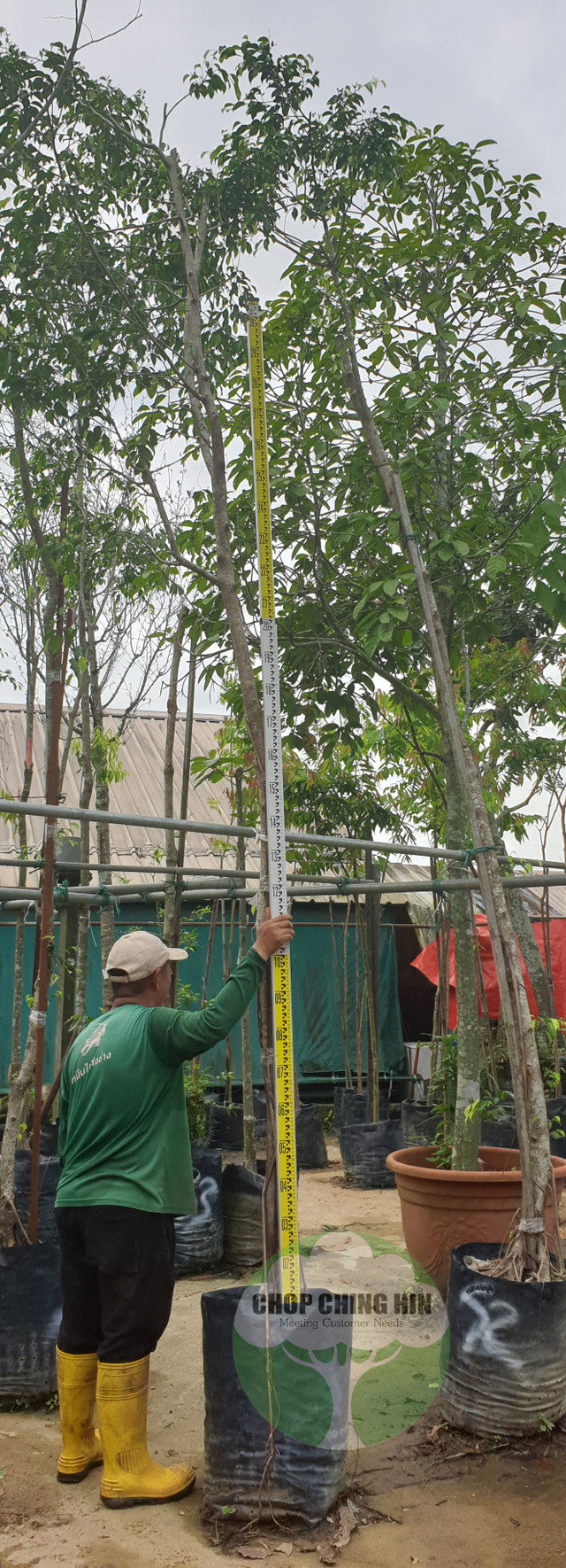 Ficus benjamina