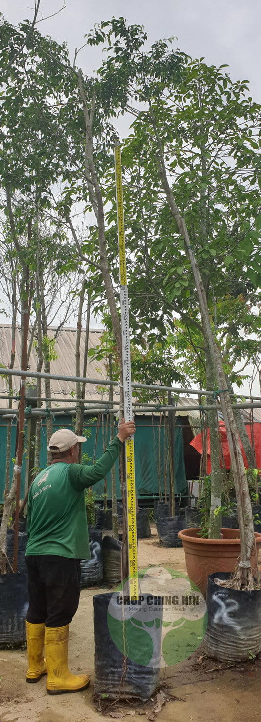 Ficus benjamina