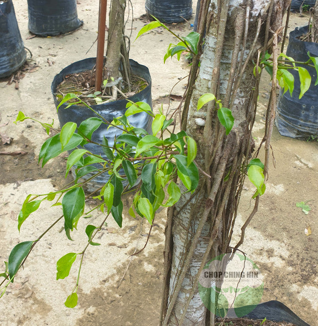 Ficus benjamina