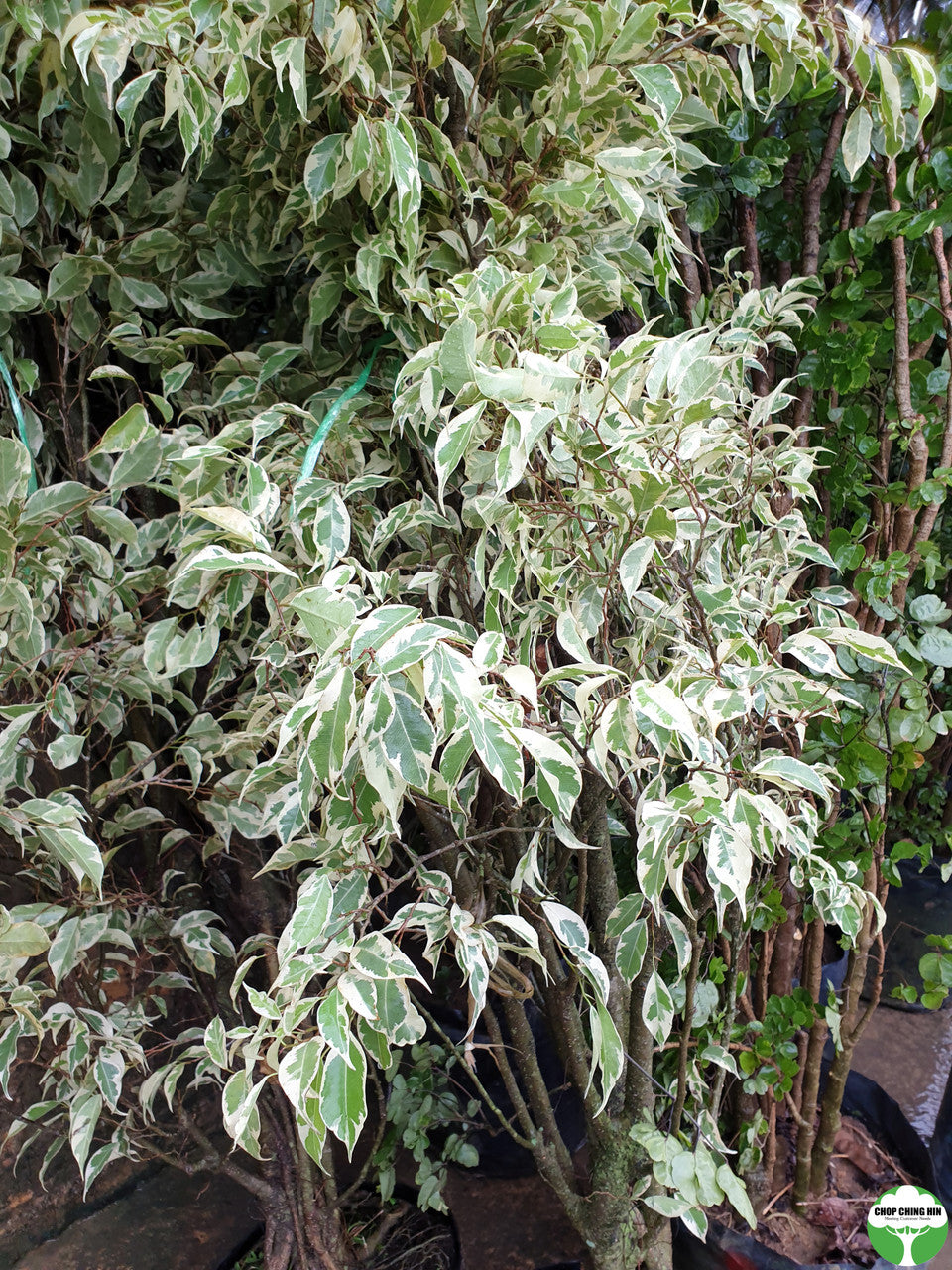 Ficus benjamina 'Variegated White'
