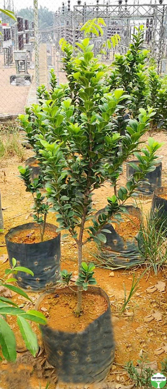 Ficus crassifolia