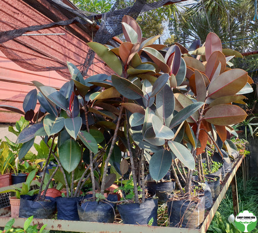 Ficus elastica 'Black Burgundy'