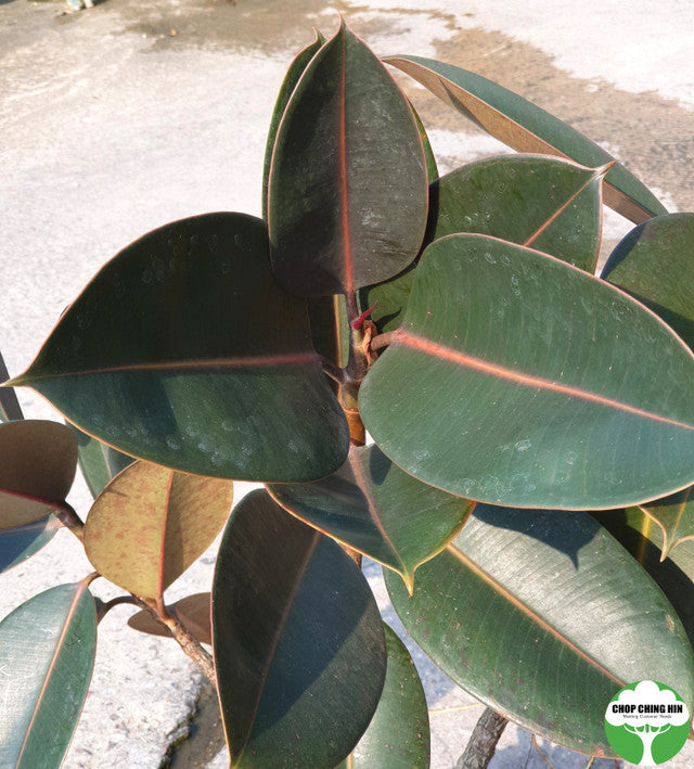 Ficus elastica 'Black Burgundy'