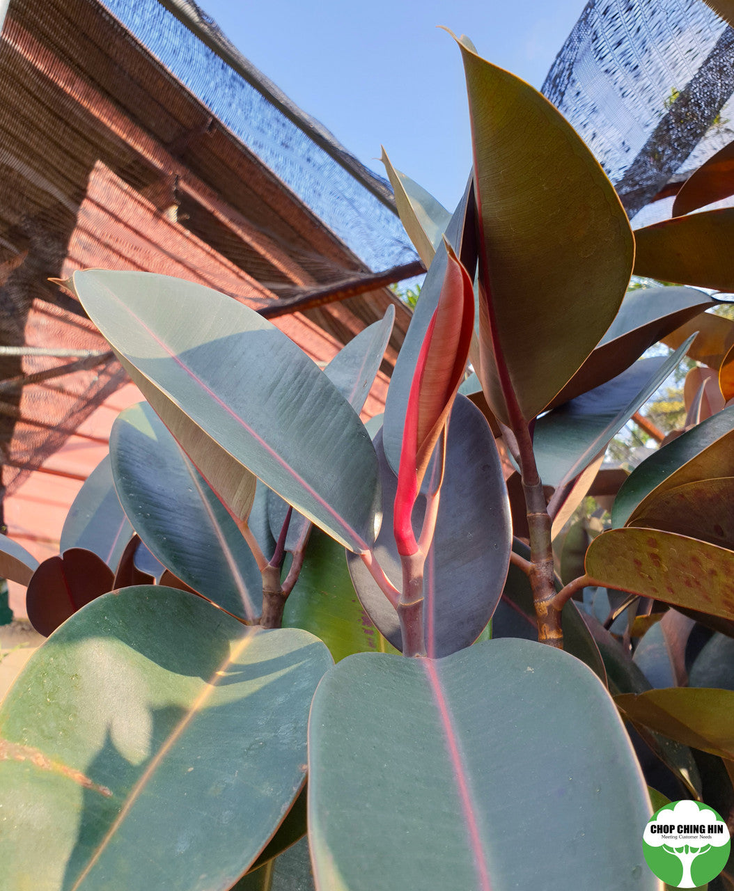 Ficus elastica 'Black Burgundy'