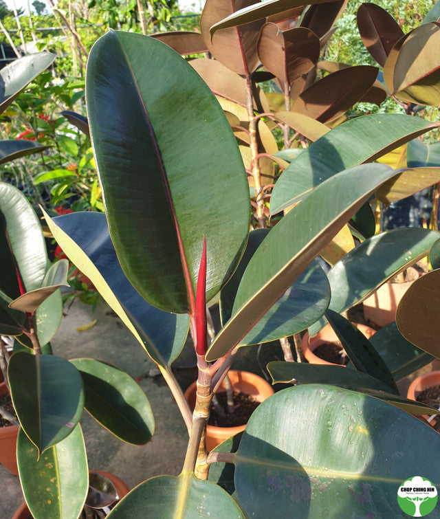 Ficus elastica 'Black Burgundy'