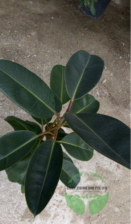 Ficus elastica 'Black Burgundy' (Hydro)