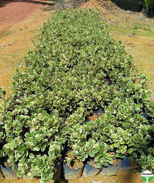 Ficus triangularis 'Variegata'