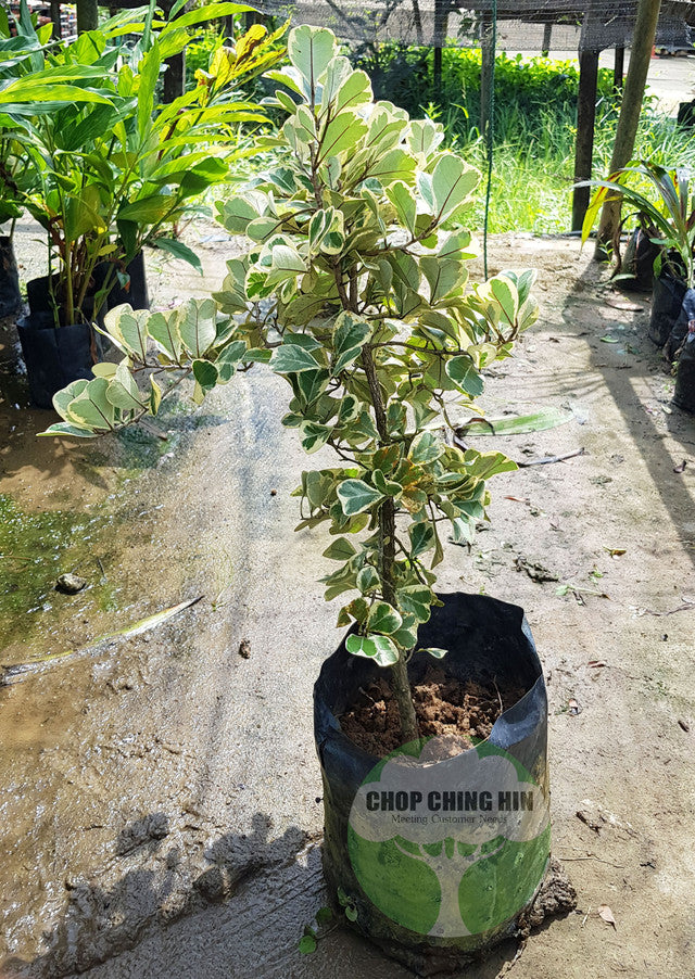 Ficus triangularis 'Variegata'