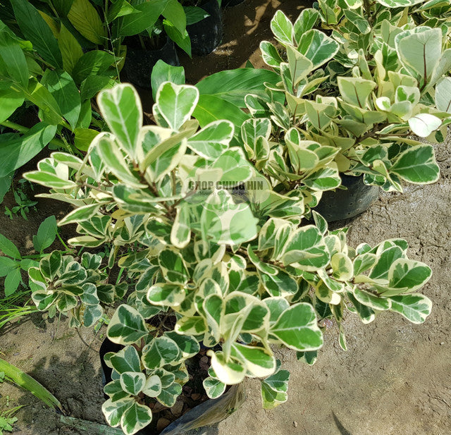 Ficus triangularis 'Variegata'
