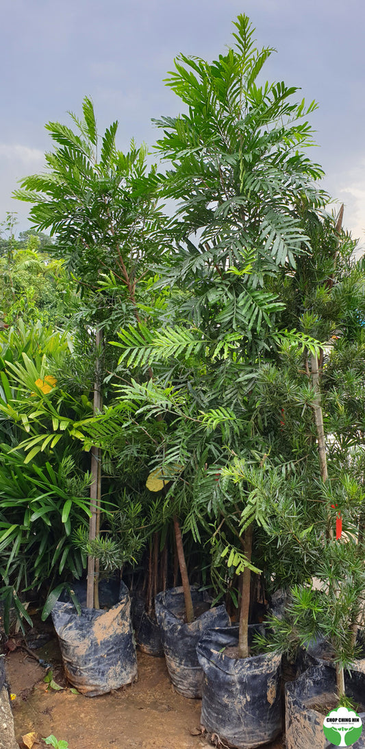 Filicium decipiens