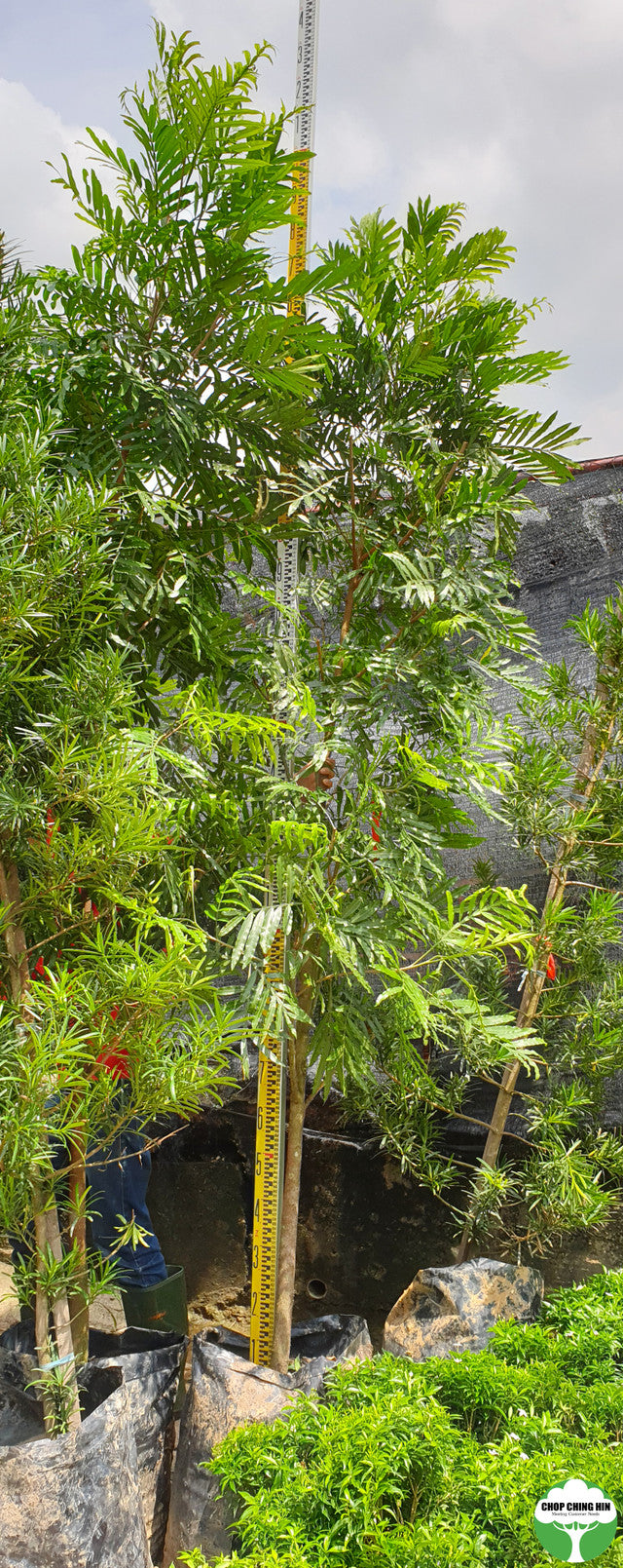 Filicium decipiens