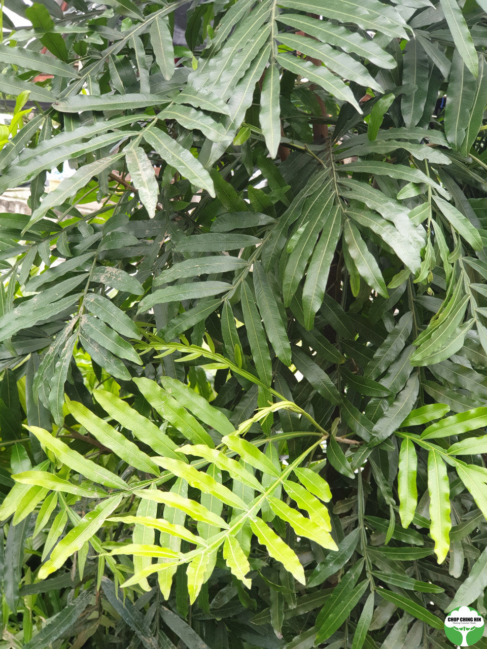 Filicium decipiens