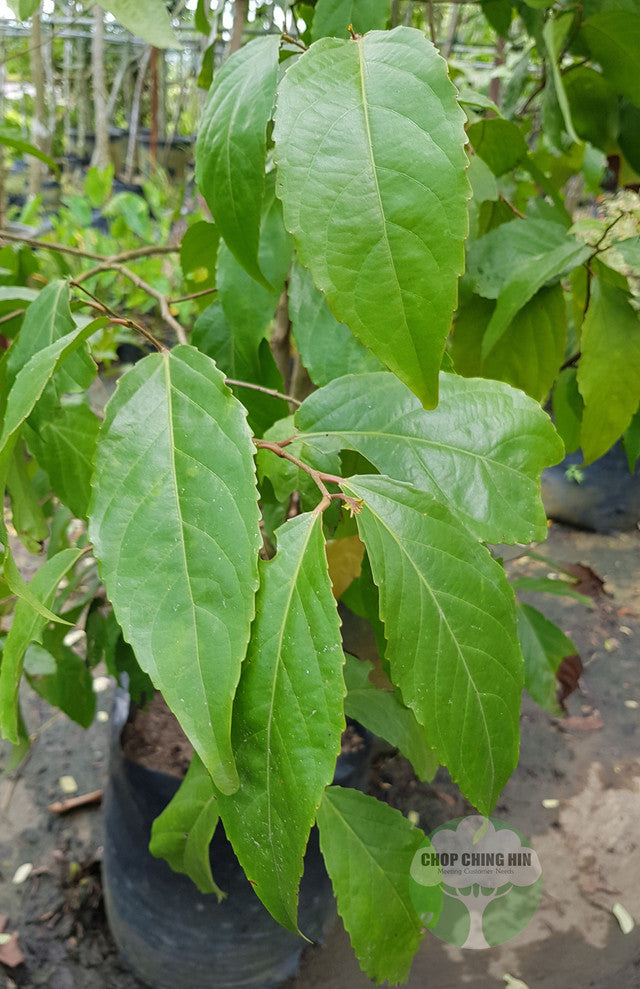 Flacourtia inermis