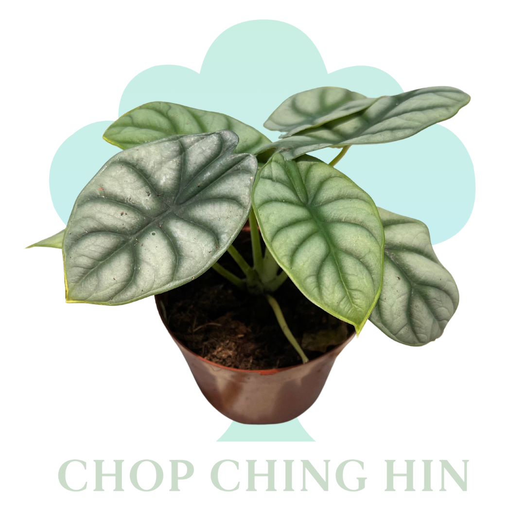 Alocasia Sliver Dragon (0.3m)