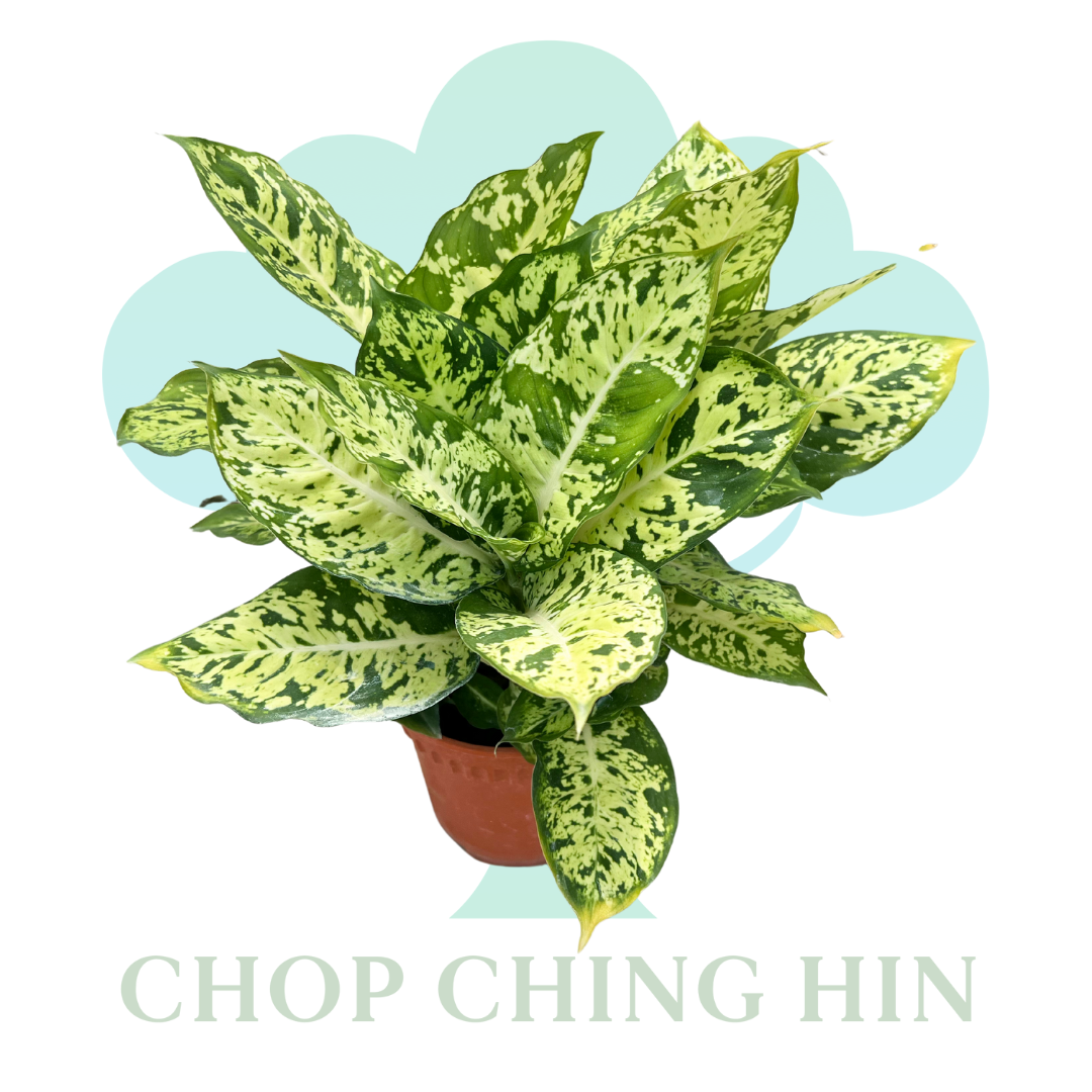 aglaonema primo Aglaonema First Diamond (0.5m) – Chop Ching Hin Pte Ltd