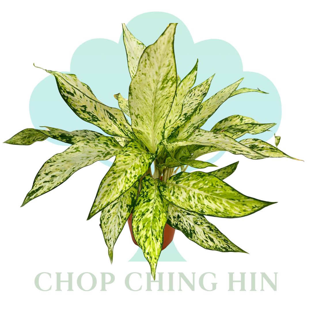 Aglaonema Snow White (0.5m)