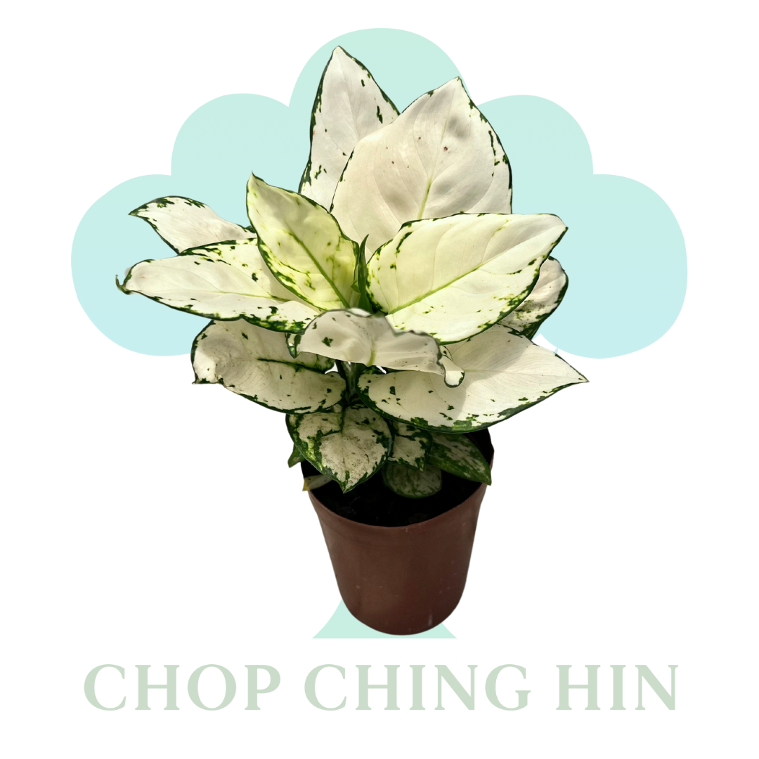 aglaonema white joy Aglaonema White Joy (0.3m) – Chop Ching Hin Pte Ltd