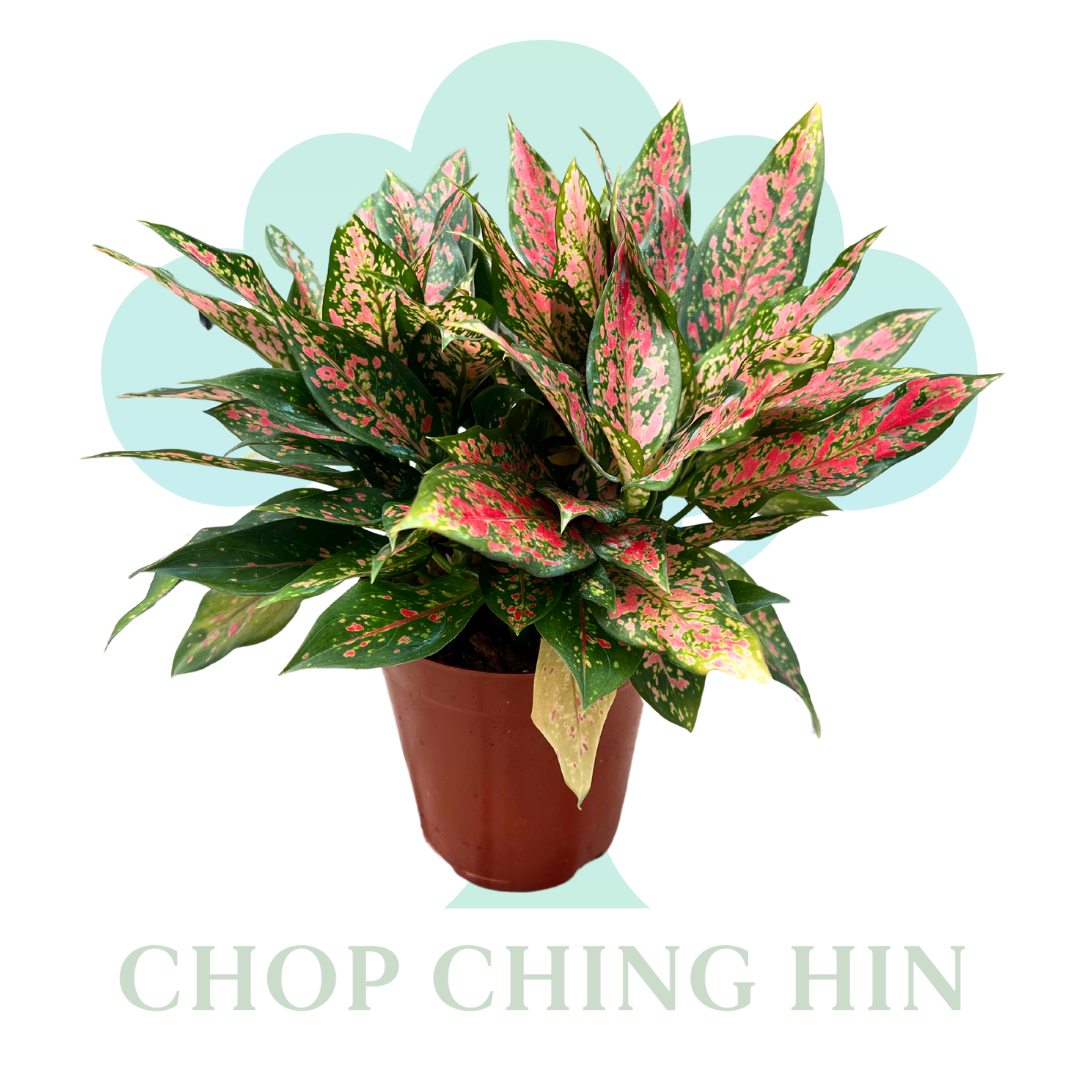aglaonema red stardust Aglaonema Red Stardust (0.3m) – Chop Ching Hin Pte Ltd