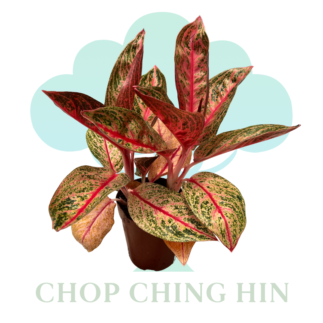 aglaonema star shining Aglaonema Shining Star (0.3m) – Chop Ching Hin Pte Ltd