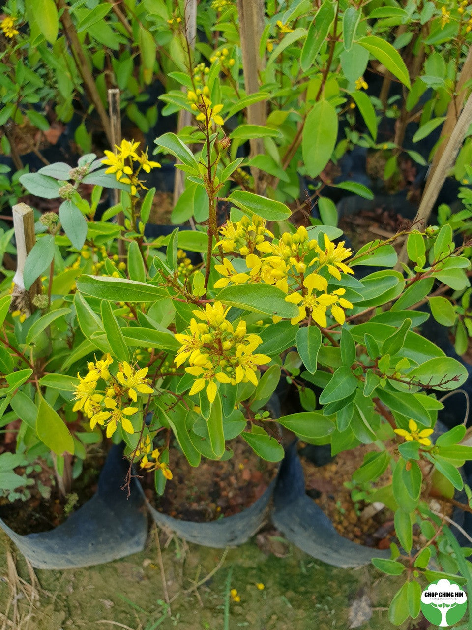 Galphimia glauca