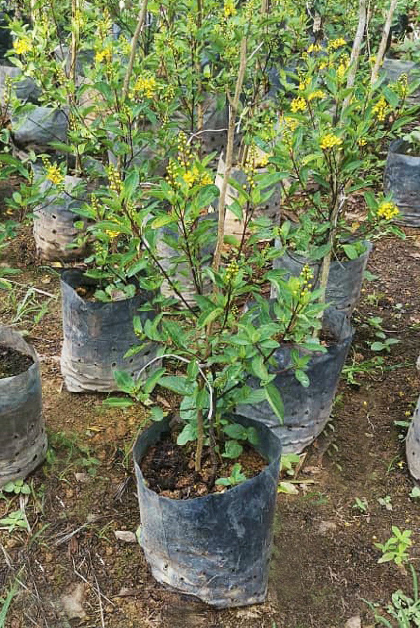 Galphimia glauca
