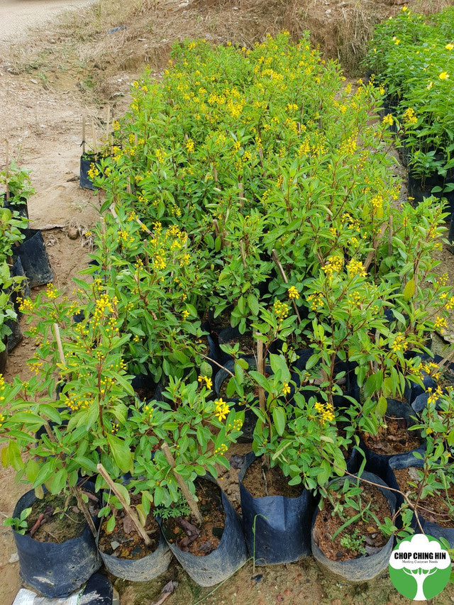 Galphimia glauca