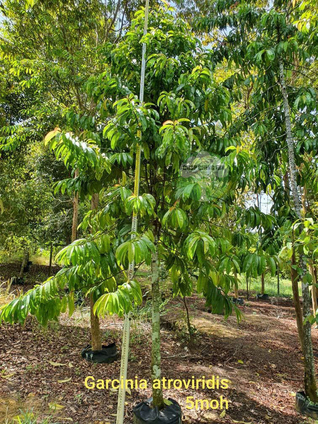 Garcinia atroviridis