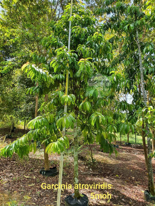 Garcinia atroviridis